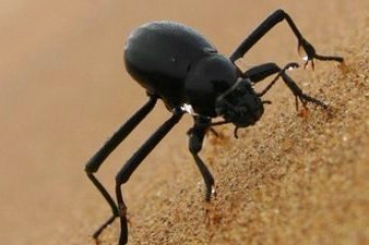 Namib Desert Beetle