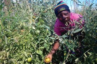 Agriculture in Africa