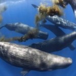 Whales as Marine Ecosystem Engineers