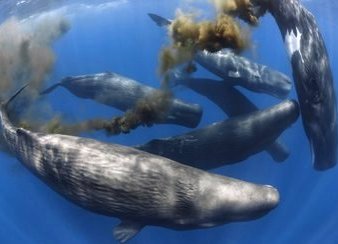 Sperm Whales