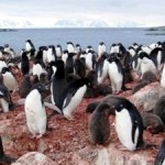 Study Reveals Strong Links Between Antarctic Climate, Food Web