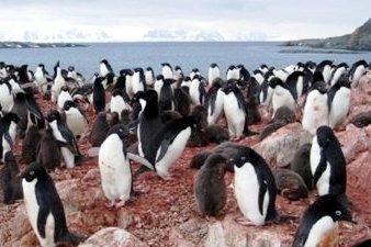 Adélie Penguins in Antarctica
