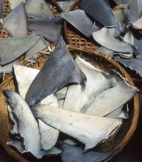 Shark Fin Trade. © WildAid