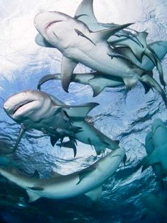 Sharks. © WildAid