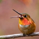 314 North American Bird Species Threatened by Global Warming