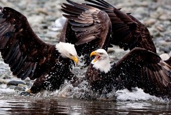 Bald Eagle