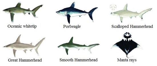 Sharks. © CITES