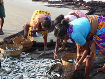 Fish Catch in India