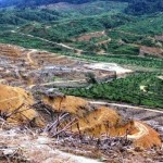 Illegal Land Clearing for Commercial Agriculture Responsible for Half of Tropical Deforestation