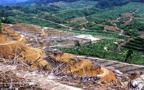 Forest Conversion in Malaysia