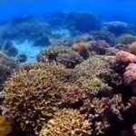 Marine Protected Areas Not Enough to Help Overfished Reefs Recover