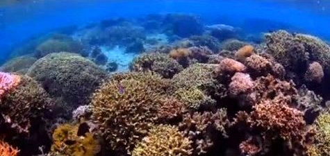 Coral Reefs