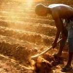 Agricultural Revolution in Africa could Increase Global Carbon Emissions