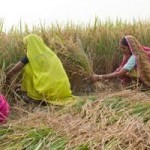 Ozone Pollution in India Kills Enough Crops to Feed 94 Million in Poverty