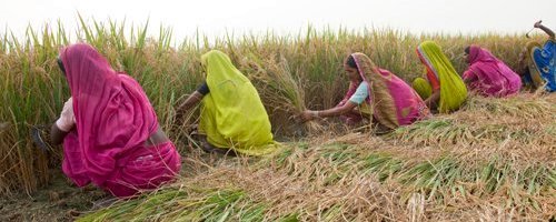 Rice Harvesting in India