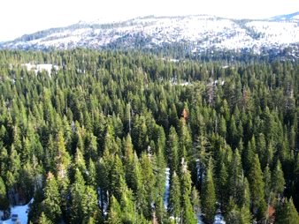 Sierra Nevada Mountain Forests