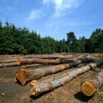 Over 100 Million Hectares of Intact Forest Area Degraded Since 2000