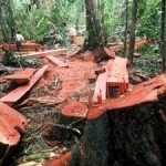 EU Countries Failing to Halt Illegal Timber Trade