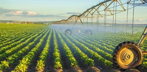 Potato Crops. © Yale