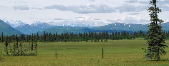 Peatlands in Denali National Park, Alaska