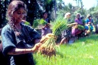 Smallholder Farmers in India