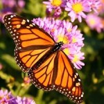 Monarch Butterfly a Species Our Children May Never See