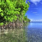 Destruction of Mangroves Costs up to US$42 Billion in Economic Damages Annually