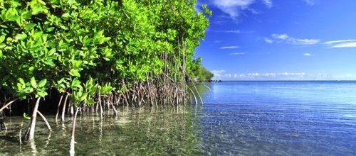 Mangroves