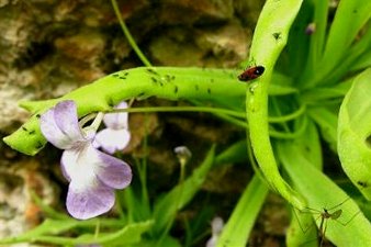 Biodiversity