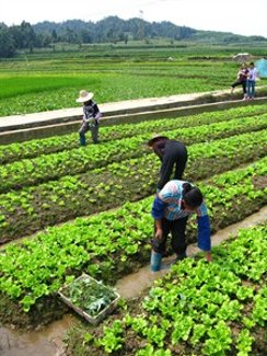 Sustainable Agriculture. © Walmart