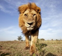 African Lion in Maasai Mara National Reserve, Kenya. © naturepl.com / Anup Shah / WWF-Canon