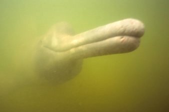 Amazon River Dolphin in Brazil