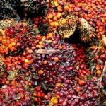 Cargill Publishes First Palm Oil Progress Report