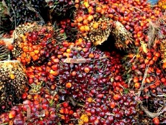 Sustainable Palm Oil