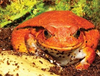 Madagascar Tomato Frog