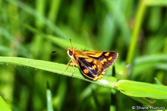 Australian Black Grass-dart Butterfly