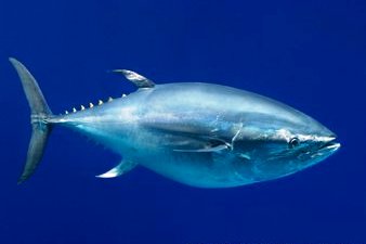 Pacific Bluefin Tuna