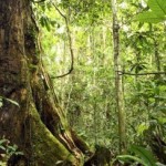 Protecting Forests Alone Would Not Halt Emissions from Land Use Change