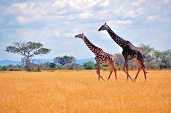 Kilimanjaro National Park, Tanzania