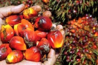 Sustainable Palm Oil