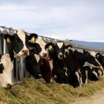 Meat and Dairy Consumption Fuelling Climate Change