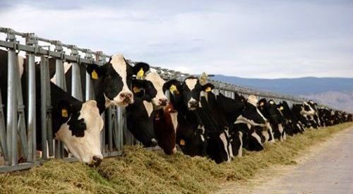 Livestock. © Chatham House / iStockphoto