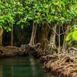 Full Economic Potential of Carbon-Rich Mangroves Remains Untapped