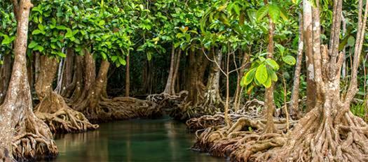 Mangroves