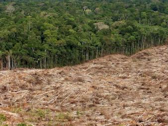 Deforestation in Amazon