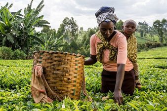 Tea Pickers in Kenya