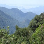 Tropical Forests Are More Precious Than We Had Thought 