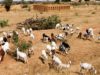 namibia drought case study gcse